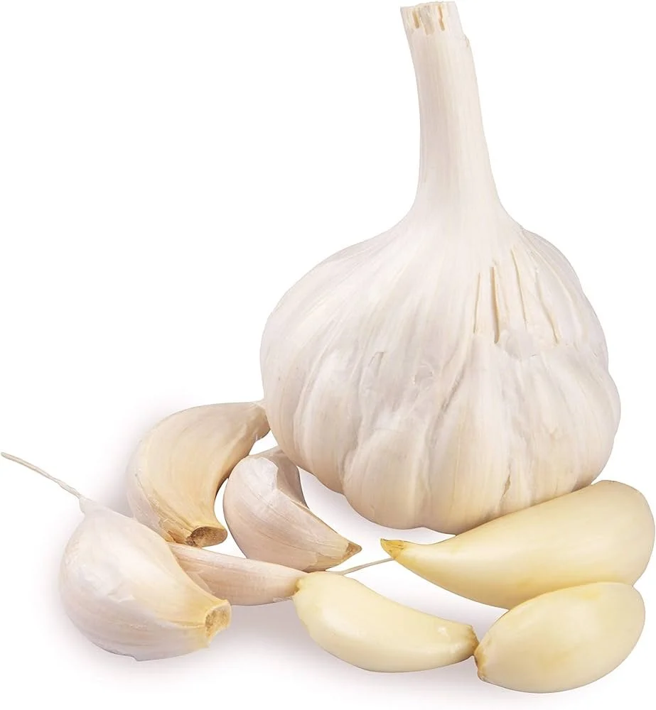 Garlic